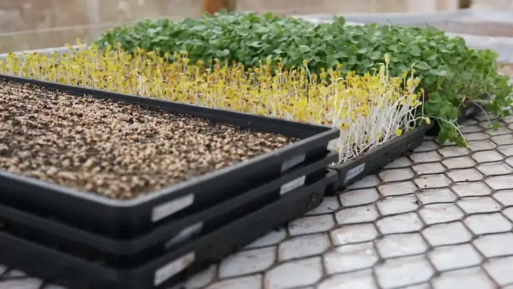 Bandejas de microverdes da semente ao verde
