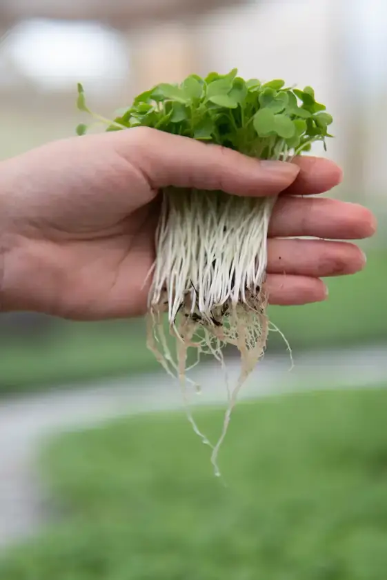 Mão segurando microverdes com raízes
