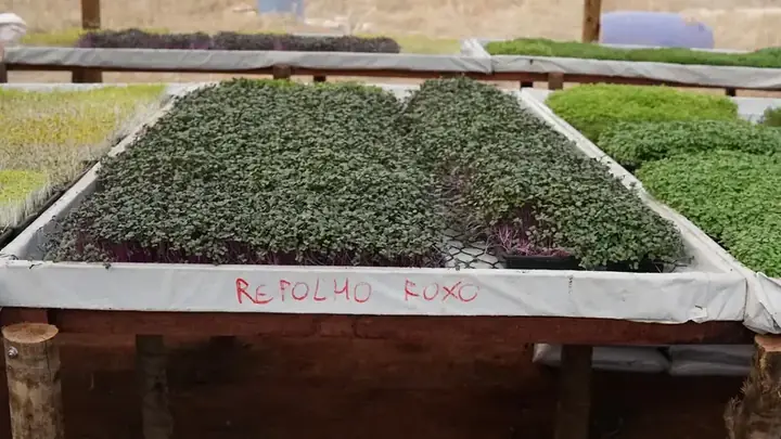 Bancada de produção de repolho roxo