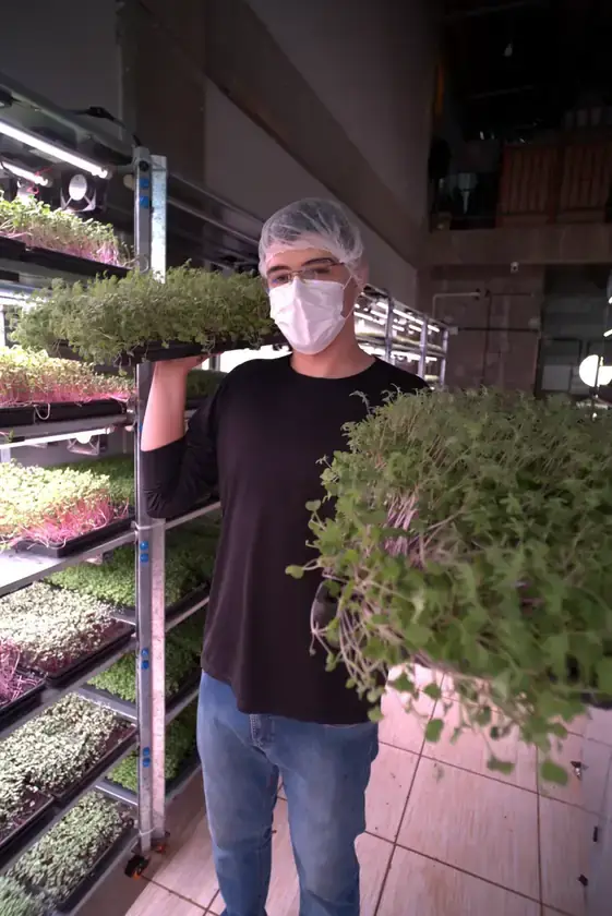 Marcos Rosetti na produção indoor de microverdes